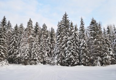Fir trees with snow in winter forest clipart