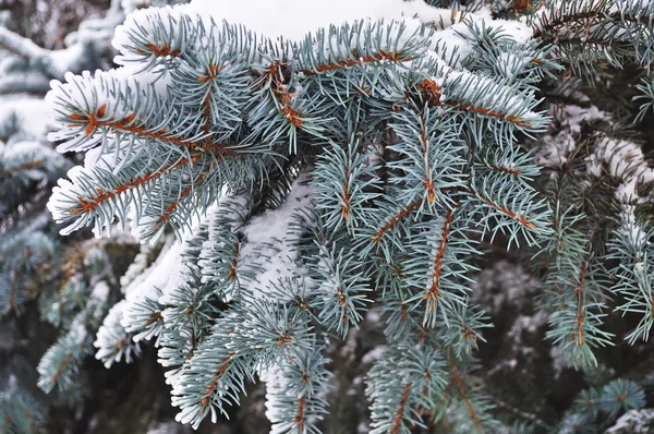 Zblízka Modré Jedle Větve Pod Sněhem — Stock fotografie