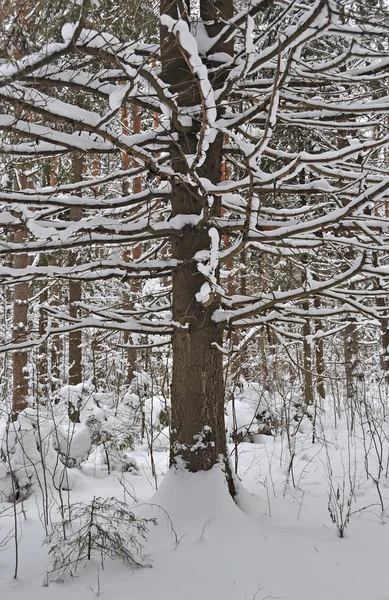 Árvore nua sob neve na floresta de inverno — Fotografia de Stock