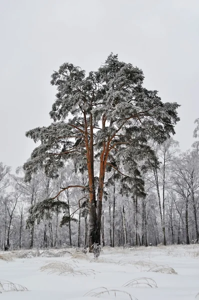 Borovice se sněhem v zimním lese — Stock fotografie