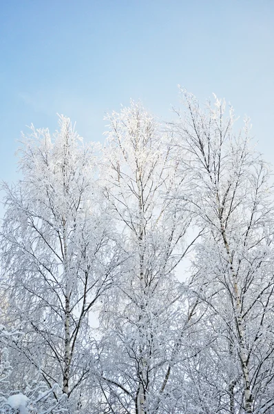 光秃的白桦树与白霜在冬季森林 — 图库照片