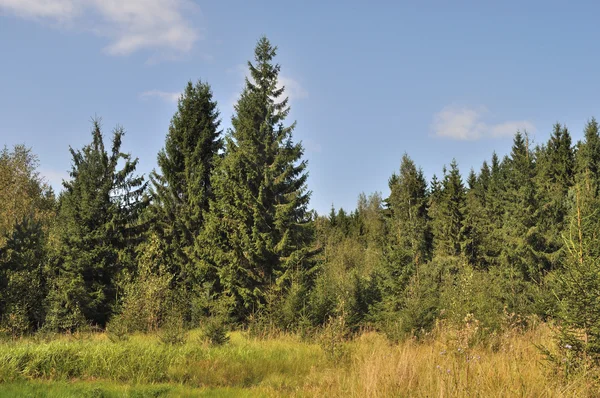 Paesaggio Con Bordo Foresta Conifere Nella Soleggiata Giornata Estiva — Foto Stock