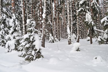 Fir and birch trees under snow in winter forest, Russia clipart