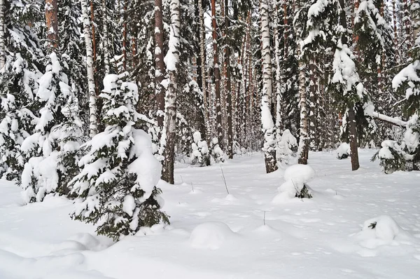 Abete Betulle Sotto Neve Nella Foresta Invernale Russia — Foto Stock