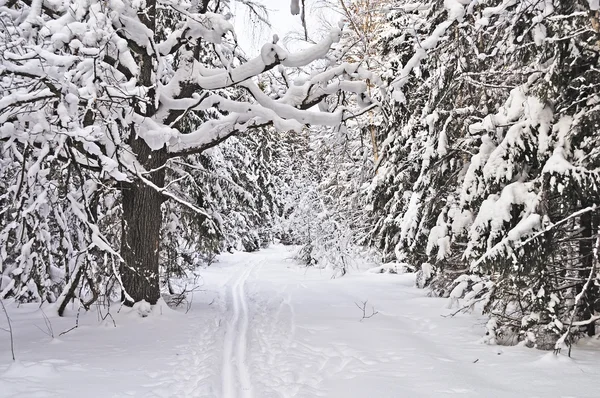 Blick Auf Die Skipiste Zwischen Schneebedeckten Bäumen Der Tiefe Des — Stockfoto
