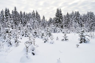 Snowy fir trees in winter forest clipart