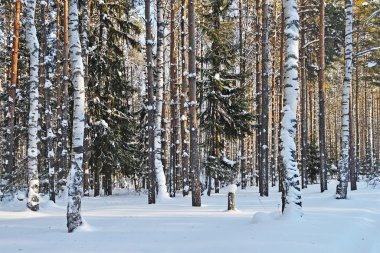 Birches and firs under snow in winter forest clipart