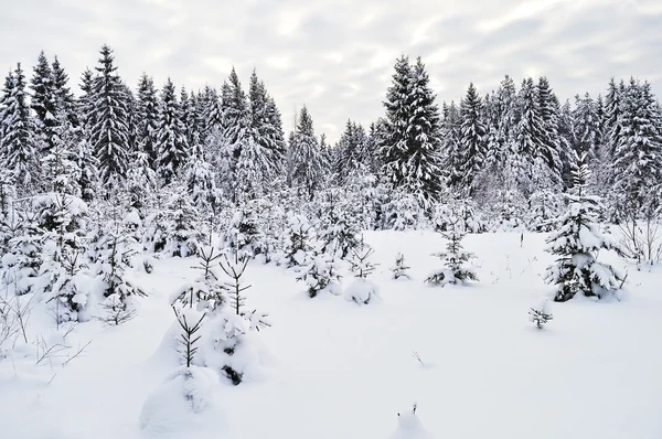 Χιονισμένα έλατα στο δάσος του χειμώνα — Φωτογραφία Αρχείου