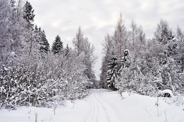 Pista de esqui na clareira da floresta de inverno — Fotografia de Stock