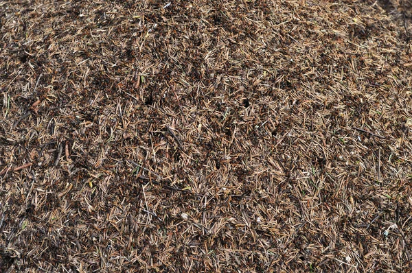 Tło wzgórze mrówka — Zdjęcie stockowe