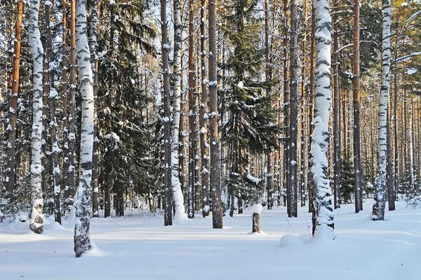 Nyírfák és fenyők alatt a hó a téli erdő Stock Kép