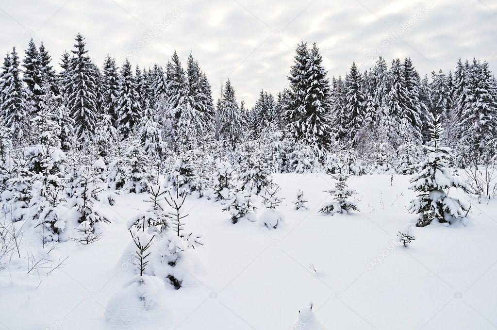Snowy fir trees in winter forest