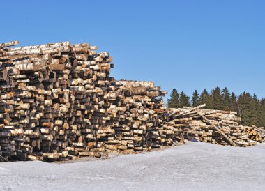 Birch log's pile at forest edge in winter time clipart