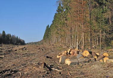 Deforested area in coniferous forest with piles of cutted chocks, Russia clipart