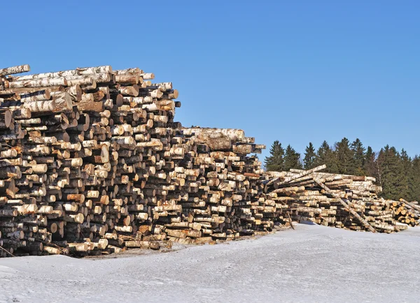 Berken Log Stapel Rand Van Het Bos Winter — Stockfoto