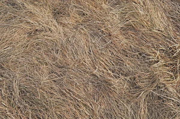 Fond d'herbe sèche — Photo