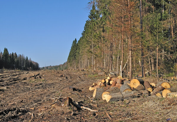 Deforested area in coniferous forest with piles of cutted chocks, Russia