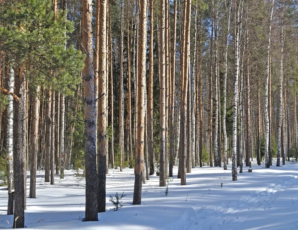 Κωνοφόρων Και Σημύδα Δέντρα Στο Δάσος Χειμώνα Ηλιόλουστη Ημέρα — Φωτογραφία Αρχείου