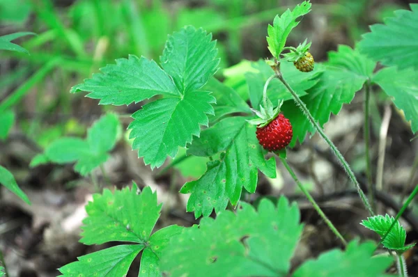 在草丛中的野草莓 — 图库照片