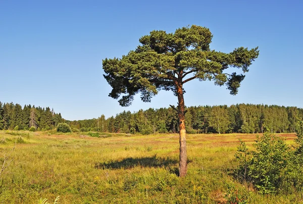 Eenzame pijnboom aan bos rand — Stockfoto