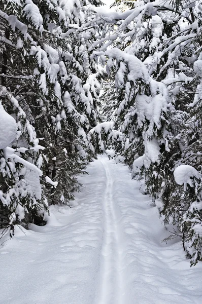 Pista Esqui Entre Abetos Nevados Floresta Inverno — Fotografia de Stock