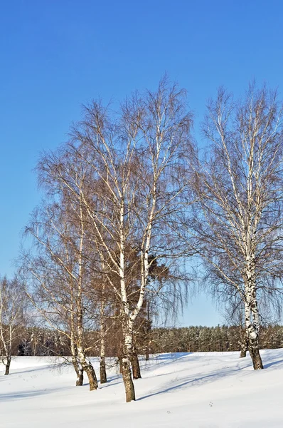 Bouleaux en hiver — Photo