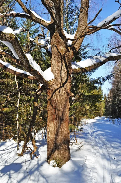 Vecchia quercia con neve nella foresta invernale — Foto Stock