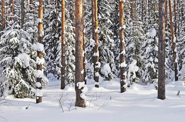 Tree trunks under snow in winter forest — Stock Photo, Image