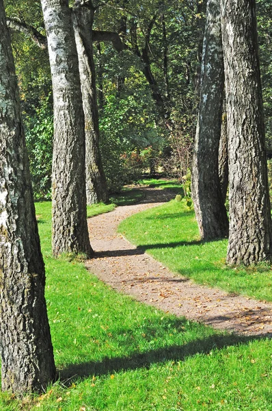 Foot path between old birch trees in park — Stock Photo, Image
