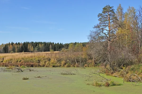 Зеленое болото в лесу — стоковое фото