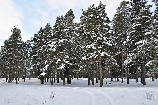 Pijnbomen onder de sneeuw — Stockfoto
