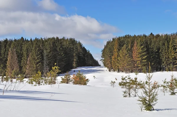 Grande clareira na floresta de inverno — Fotografia de Stock