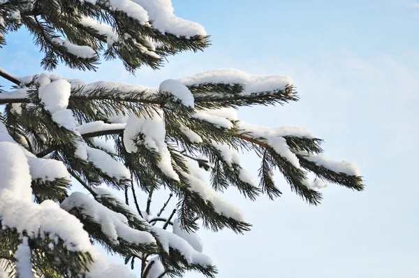 Branche de sapin sous la neige — Photo