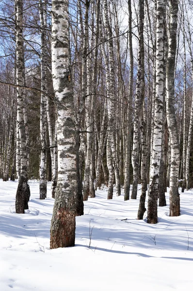 Березові дерева в зимовому лісі — стокове фото