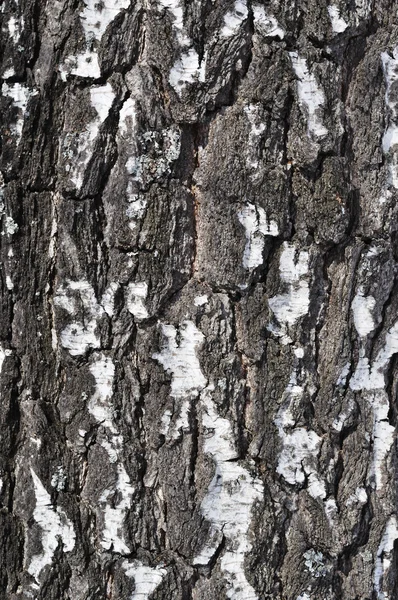 桦树皮 纹理 — 图库照片