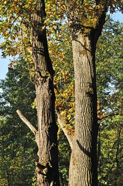 Två ekar i skogen — Stockfoto