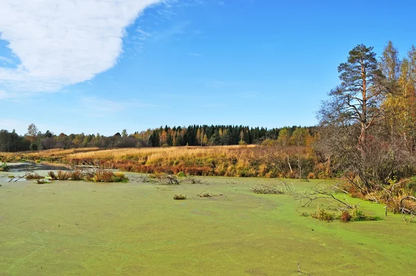 Zielony bagniste jezioro w lesie — Zdjęcie stockowe