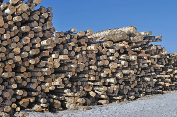 Pilha de troncos de vidoeiro — Fotografia de Stock