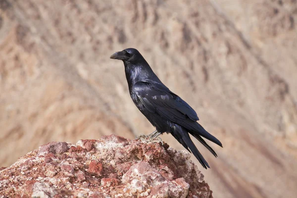 stock image Raven