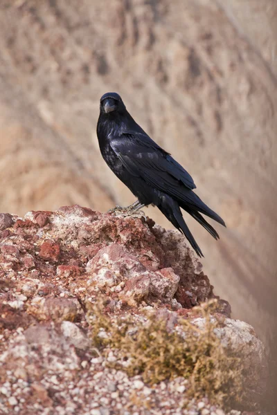 stock image Raven