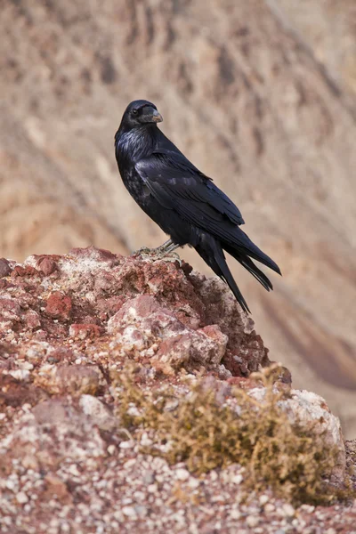 stock image Raven