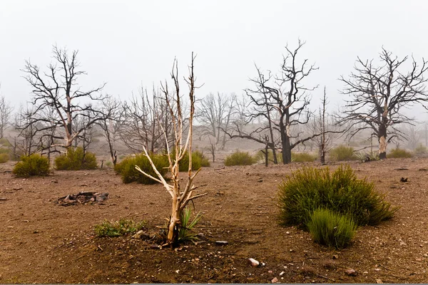 stock image Mojave Desert