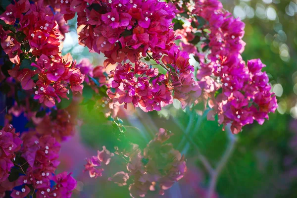 stock image Cherry Blossom