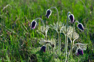 Pulsatilla patent L