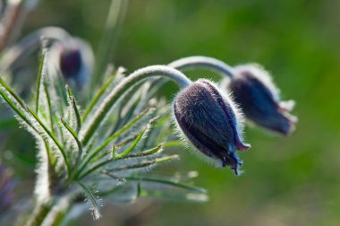 Pulsatilla patent L