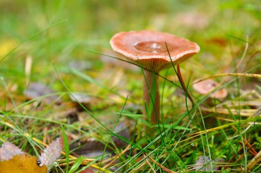 tatlı bir ormandaki bir mantar. Kızılca milkcap