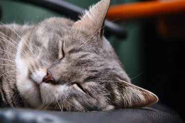 Closeup of a head of sleeping cat clipart