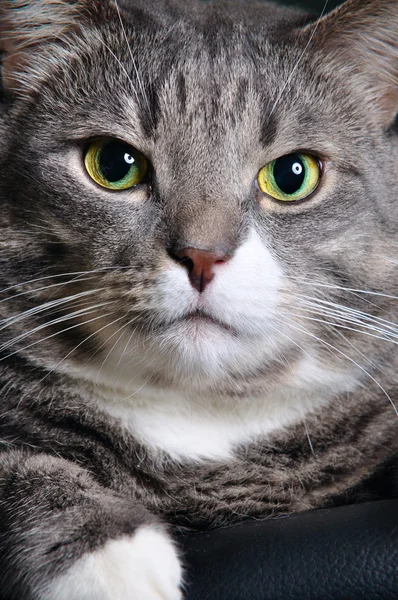 Close-up de um gato enorme — Fotografia de Stock