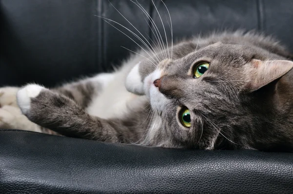 Большая кошка лежит на стуле — стоковое фото