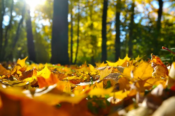 Μακροεντολή φωτογραφία του ένα πεσμένα φύλλα στο φθινόπωρο δάσος — Φωτογραφία Αρχείου